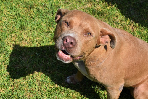 pitbull-terrier-5878990_640.jpg