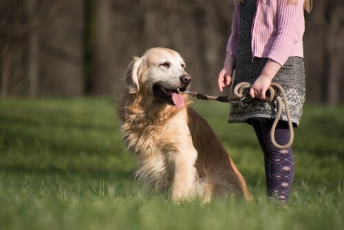 golden-retriever-g0a19810fb_640.jpg