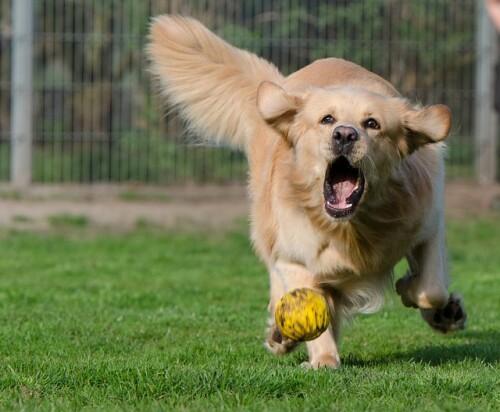 golden-retriever-g9ea1f6a3f_640.jpg