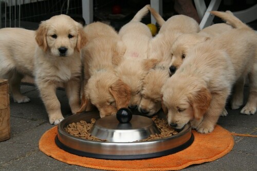 golden-retriever-puppy-gdf551b0de_640.jpg