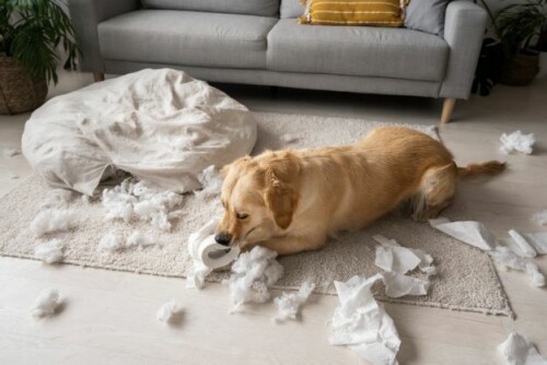 cute-dog-playing-with-toilet-paper-high-angle.jpg