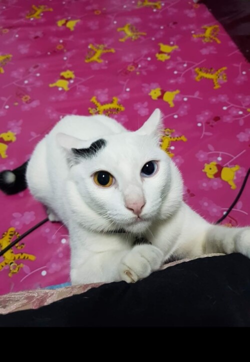 cat-change-04.jpg