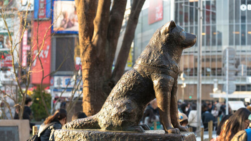 Hachiko.jpg