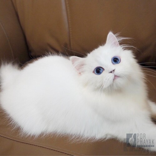 kittens porphayakcattery2 1.jpg