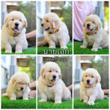 ตลาดซื้อขายหมา