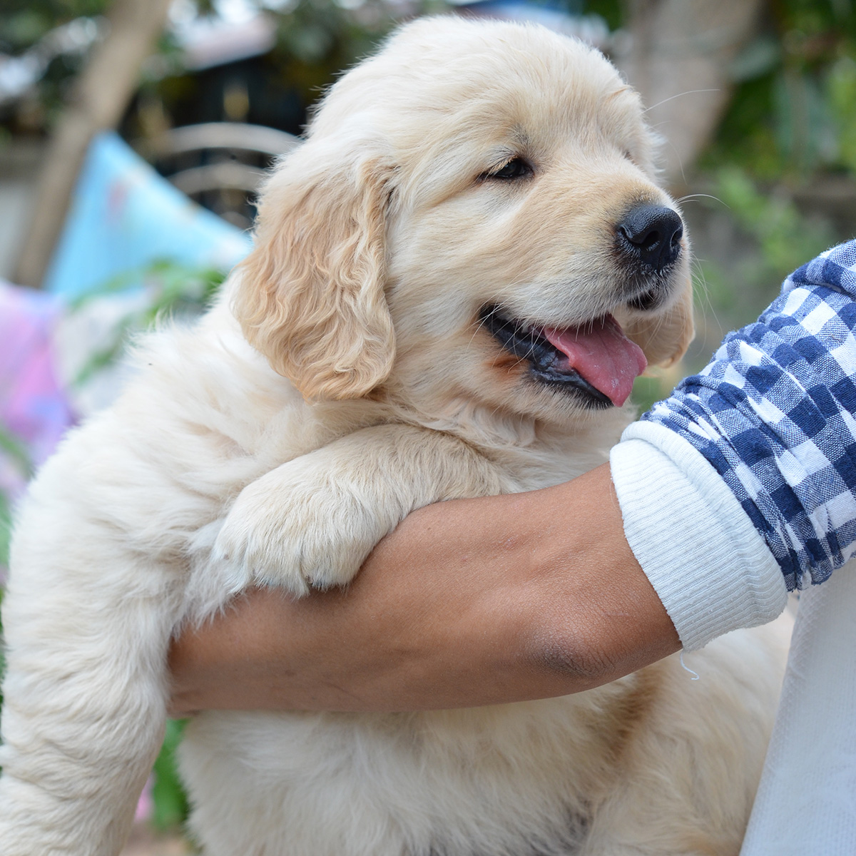 golden-retriever-puppy-for-sale-bangkok1-3.jpg" border="0