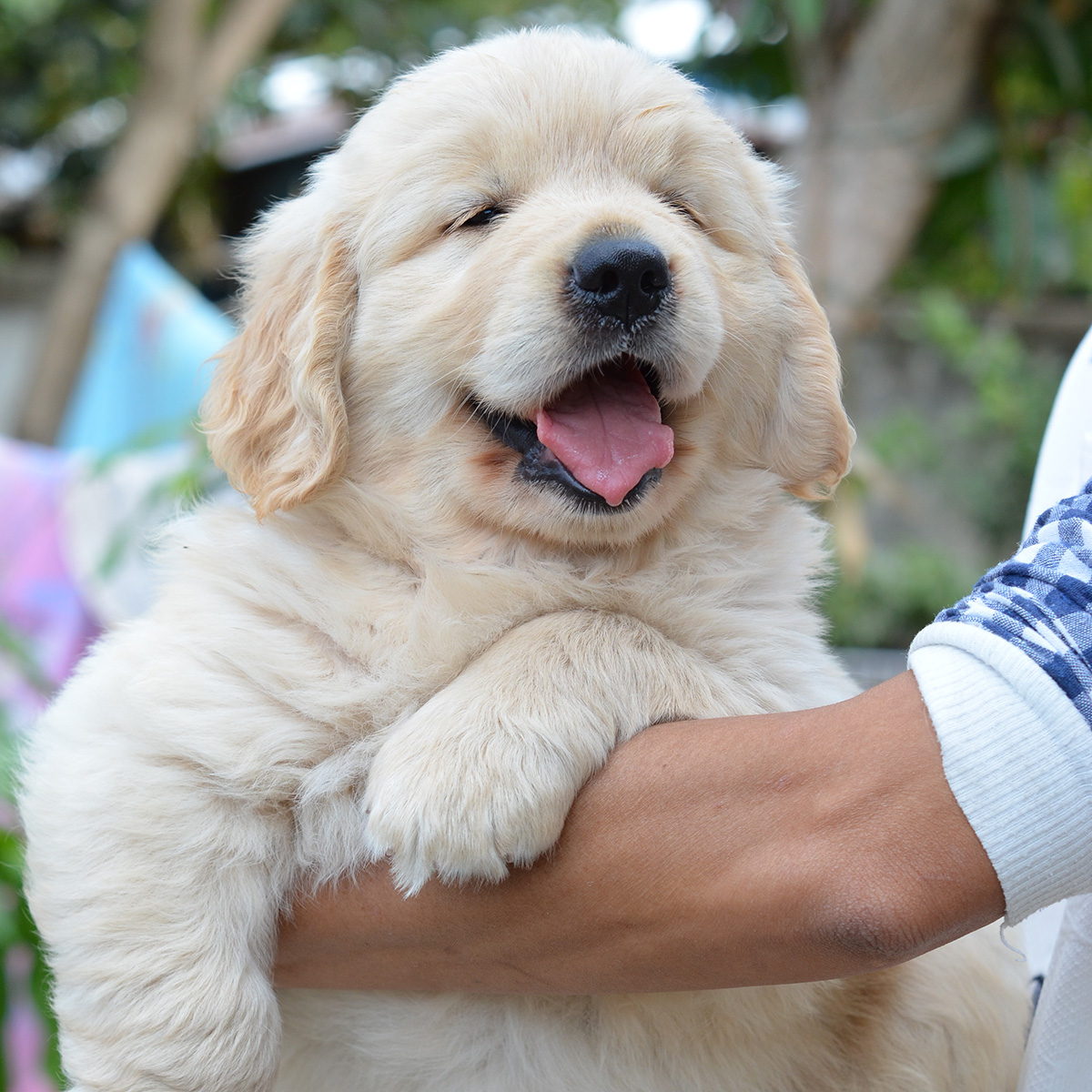 golden-retriever-puppy-for-sale-bangkok1-4.jpg" border="0