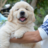 ตลาดซื้อขายหมา